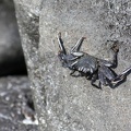 Felsenkrabbe (Grapsus sp.)